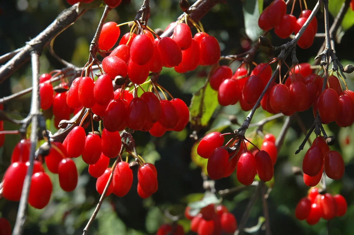 Dogwood extract Dogwood extract