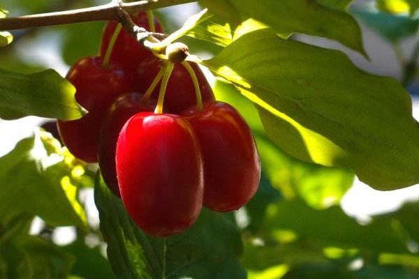 Dogwood extract1 Dogwood extract1