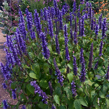 Lamiaceae Pogostemoncablin Lamiaceae Pogostemoncablin