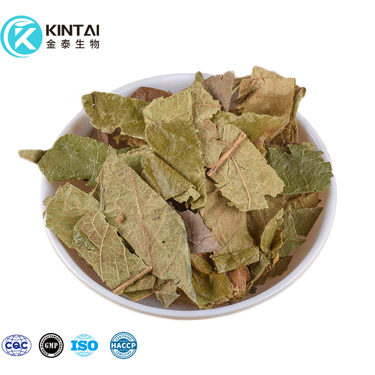 Herbal-Loquat-Leaf-Extract Herbal-Loquat-Leaf-Extract